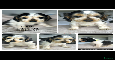 Cocker Spaniel dogs - Advert 5