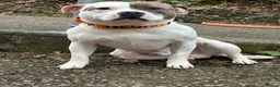 Staffordshire Bull Terrier dogs for sale: Staffordshire Bull Terrier KC Champion Lined - Advert 23