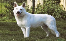German Shepherd dogs for stud: Proven White Shepherd Dog ~ Frozen Semen Available - Image 10