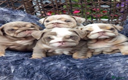 English Bulldog dogs for sale: Miniture english bulldogs  - Image 5