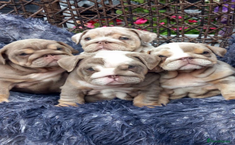 English Bulldog dogs - Advert 4