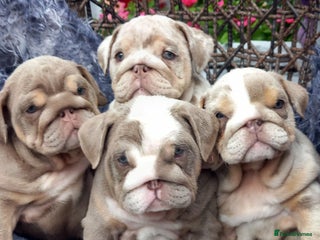 English Bulldog dogs - Advert 13