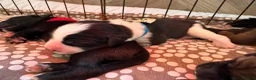 Mixed Breed dogs for sale: Tibetan Saints Puppies - Second Generation  in Bedford - Advert 6