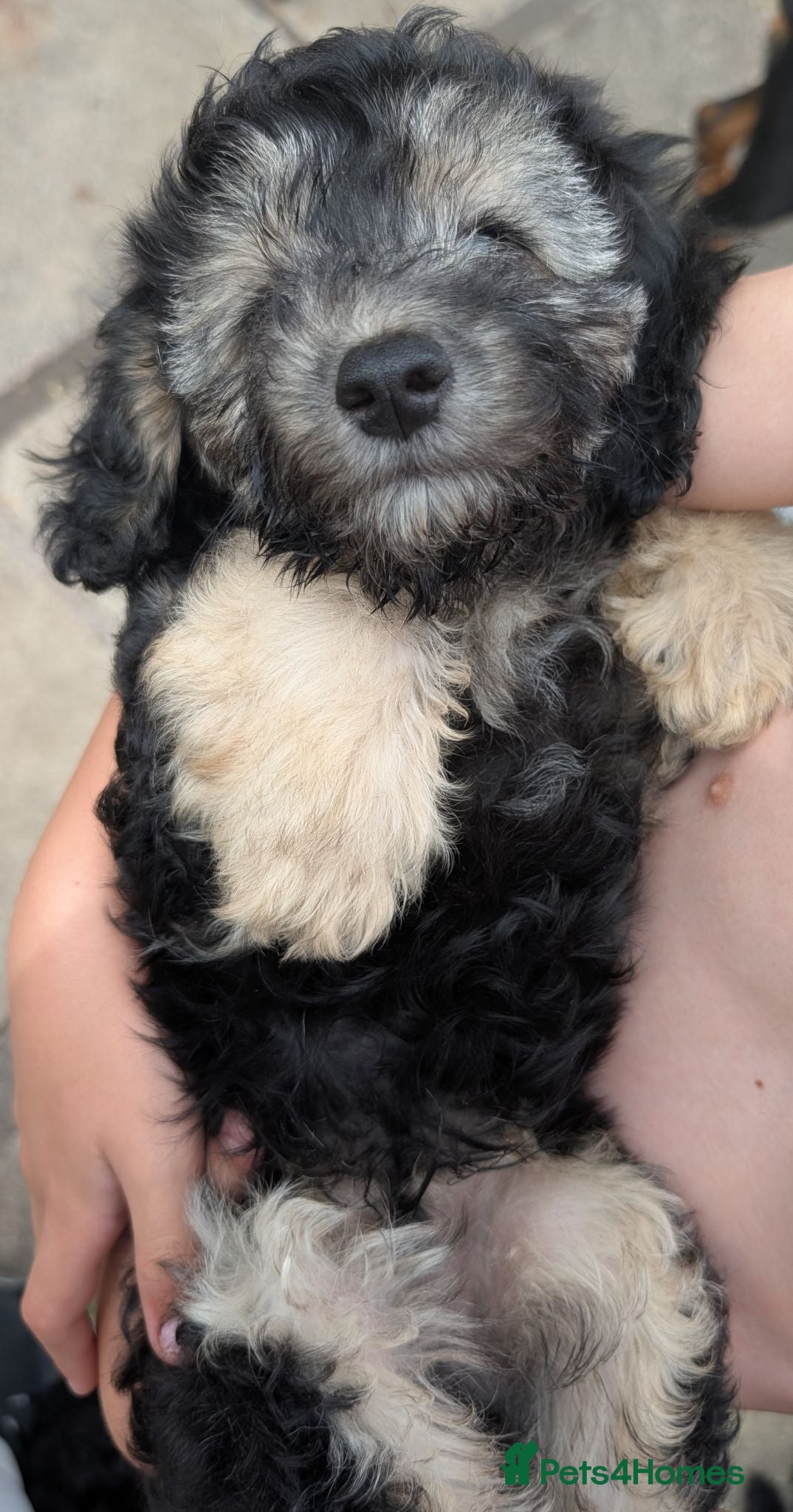 Cockapoo dogs ONLY 1 boy left Cockapoo pups - Advert 1