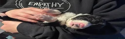 Border Collie dogs for sale: Working Line Border Collie Puppies - 4 girls left - Advert 11