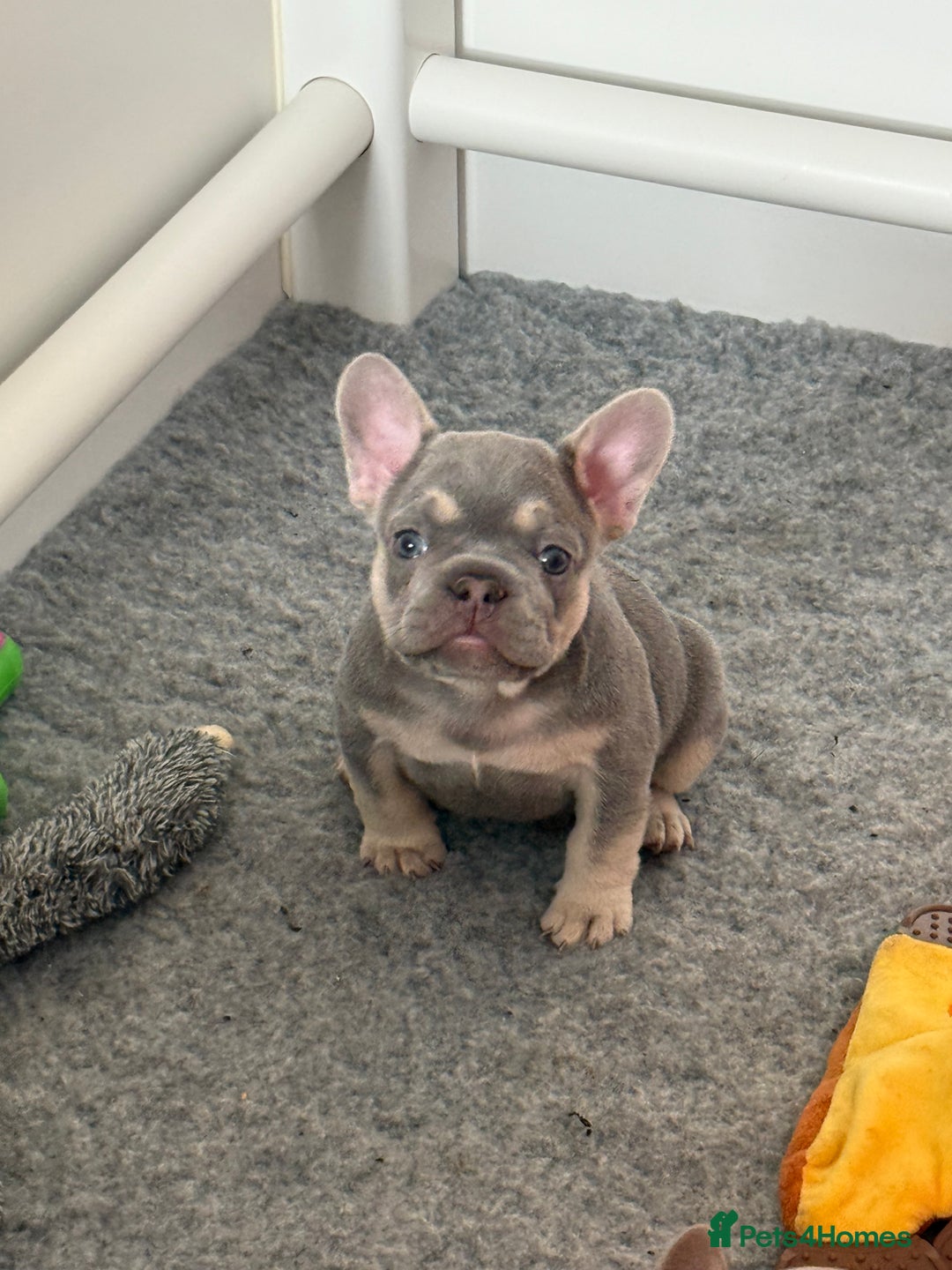 French Bulldog dogs for sale: French Bulldog Puppies - Image 4