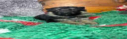 German Shepherd dogs for sale: 9 German shepherd puppies - Advert 18