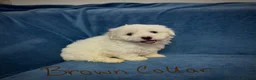 Bichon Frise dogs for sale: 6 Beautiful bichon frise puppies 🐶  in Doncaster - Advert 21