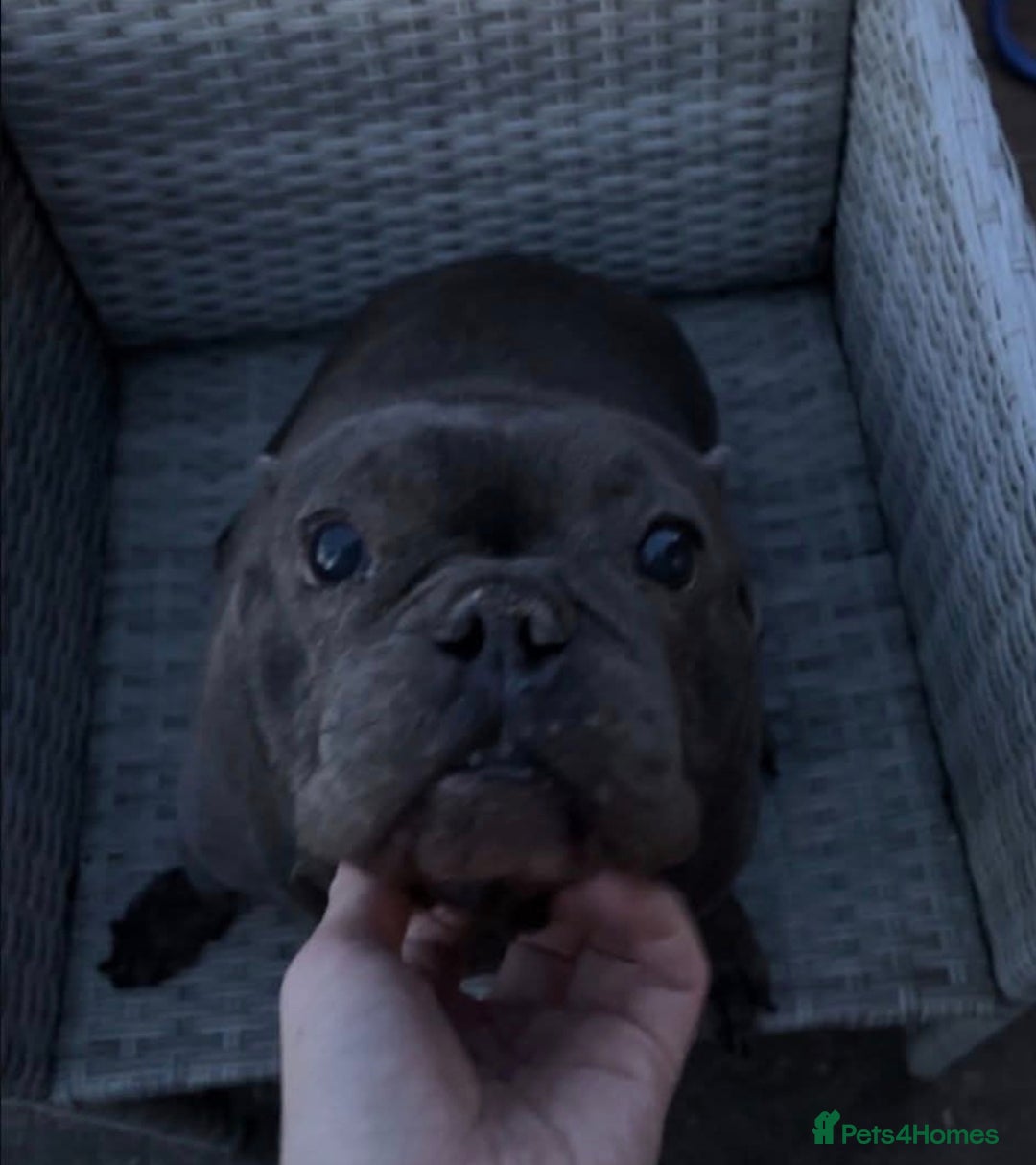 French Bulldog dogs for sale: Beautiful frenchie - Advert 5