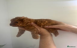 Toy Poodle dogs for sale: Deep red toy poodle puppies available 🧸  - Image 5