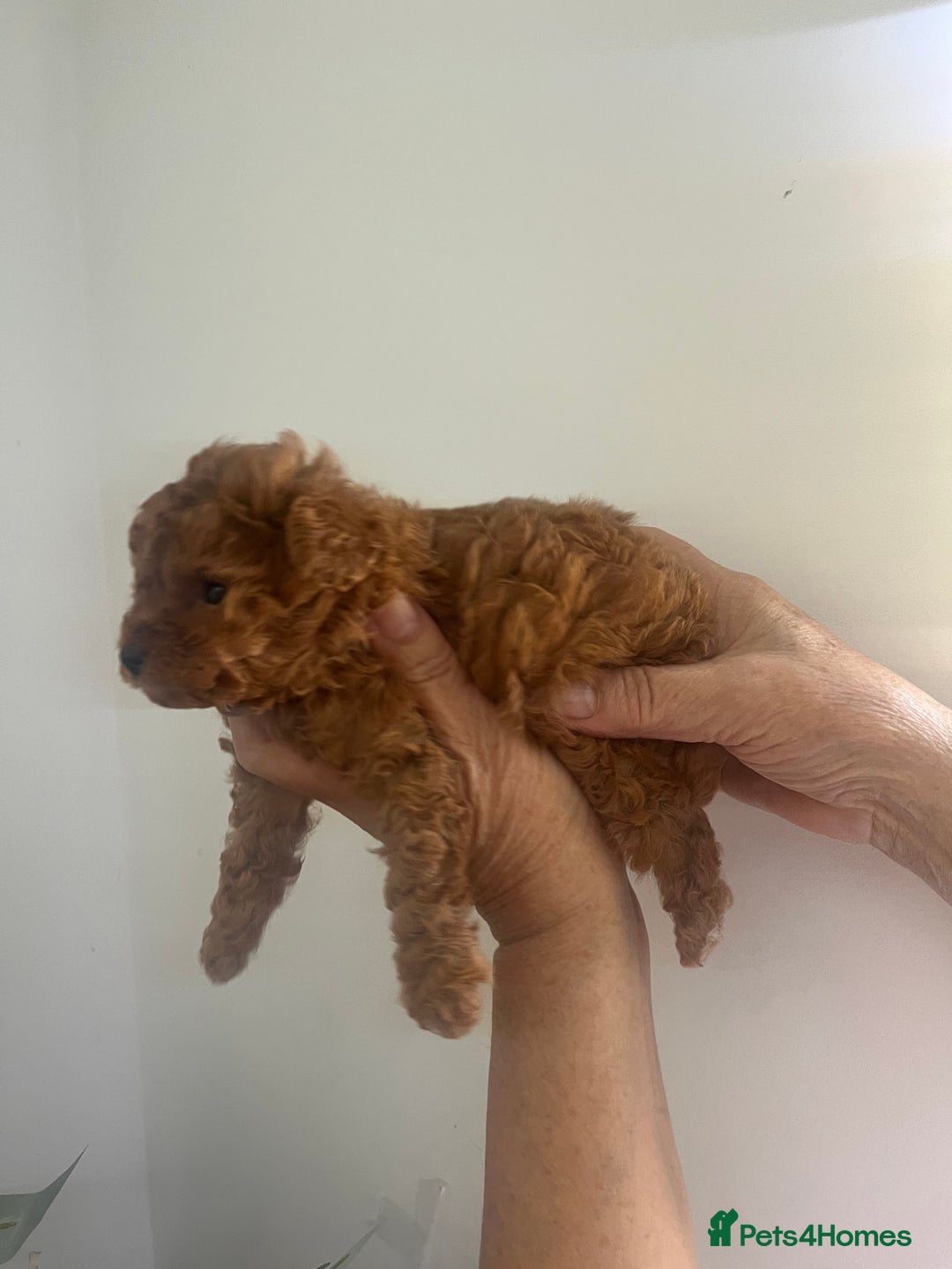 Toy Poodle dogs for sale: Deep red toy poodle puppies available 🧸  - Image 5
