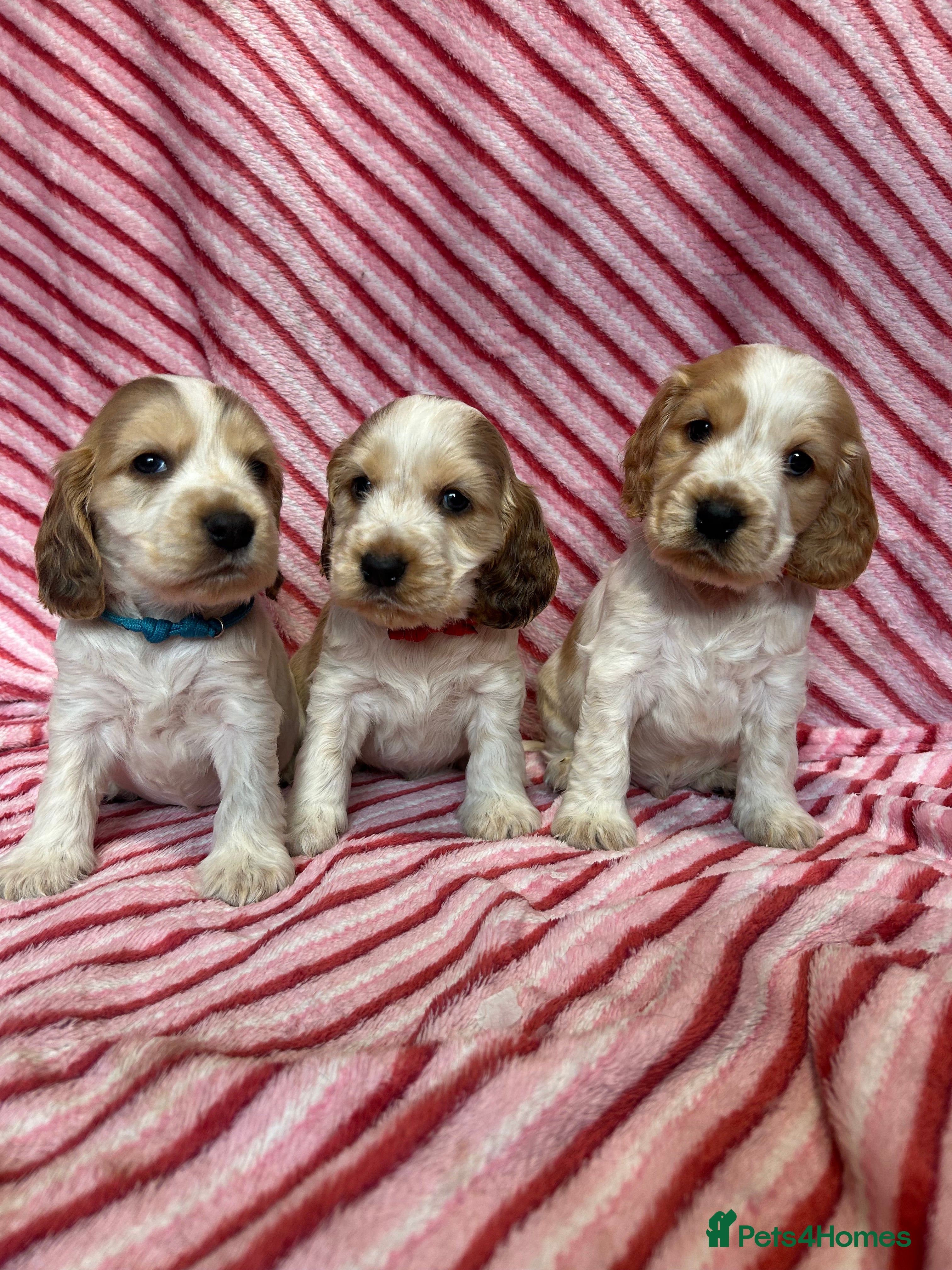 Cocker Spaniel dogs KC Registered show type cocker spaniel puppies.  - Advert 3