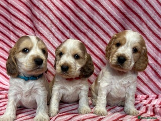 Cocker Spaniel dogs KC Registered show type cocker spaniel puppies. - Advert 3
