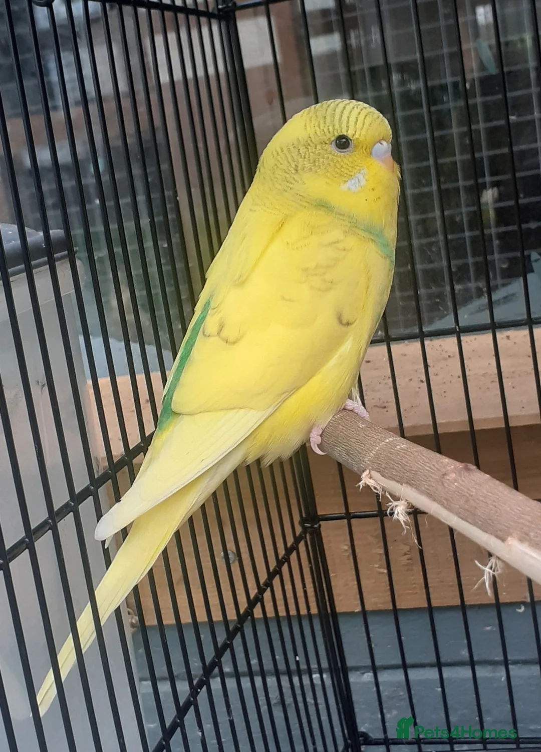 Budgerigars birds for sale: Baby budgies just ready to leave - Advert 4