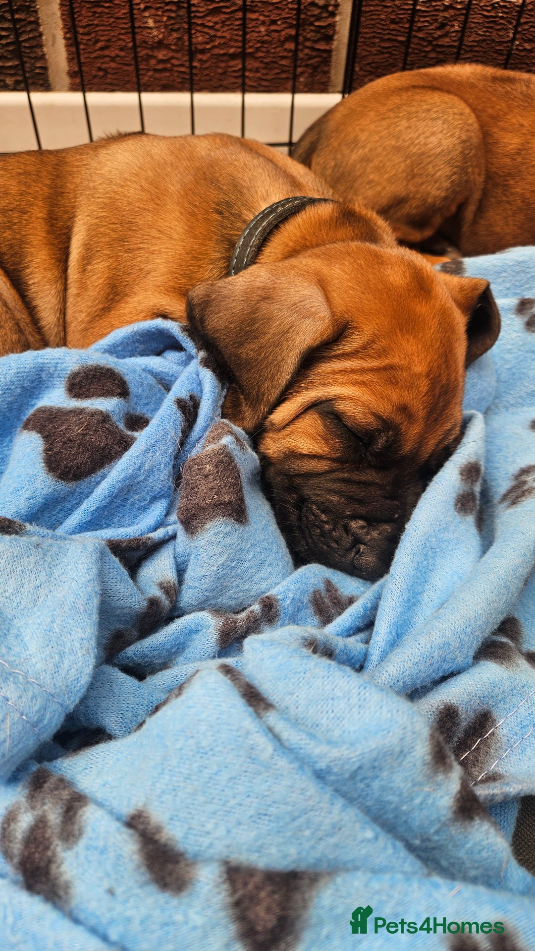 Rhodesian Ridgeback dogs for sale: Rhodesian ridgeback puppies - Image 11