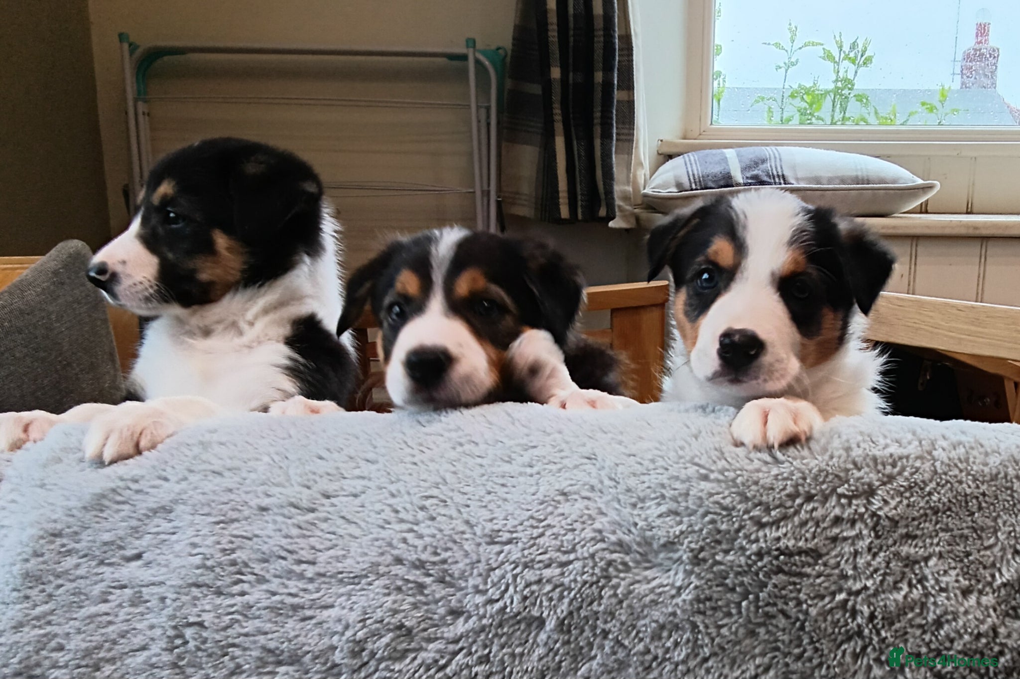 Border Collie dogs Border collie pups for sale - Advert 5