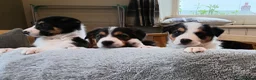 Border Collie dogs for sale: Border collie pups for sale - Advert 1