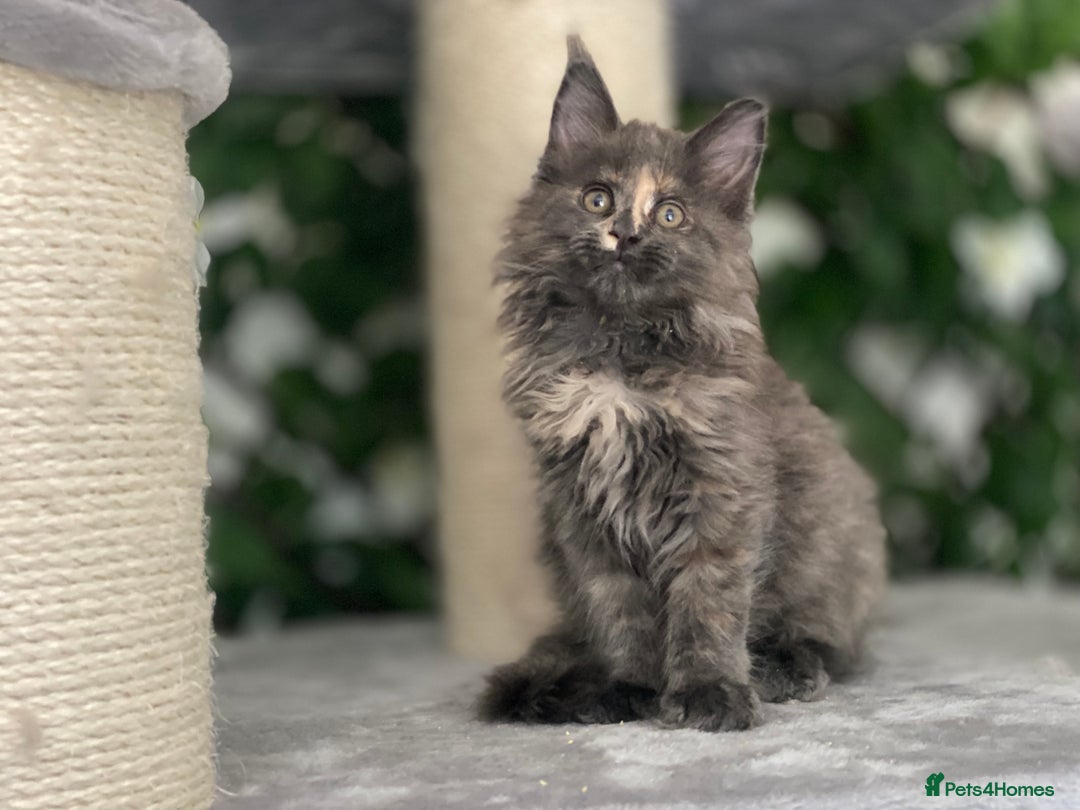 Maine Coon cats for sale: Tica Stunning Kittens  - Image 7