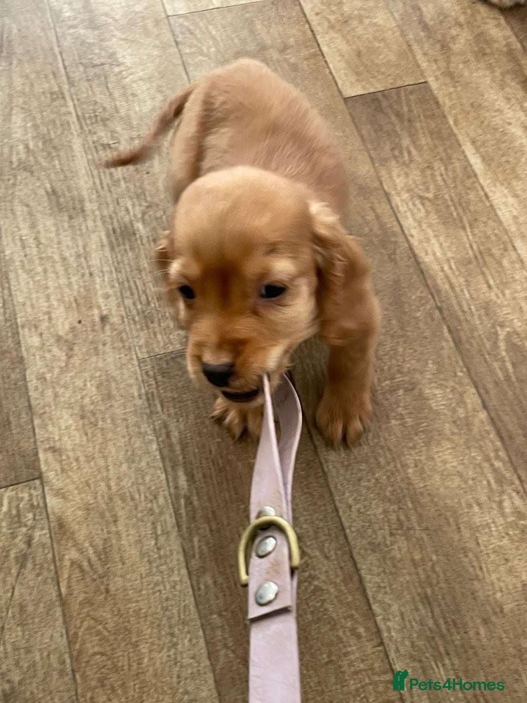 Cocker Spaniel dogs for sale: Stunning red cocker spaniel pups - Advert 9