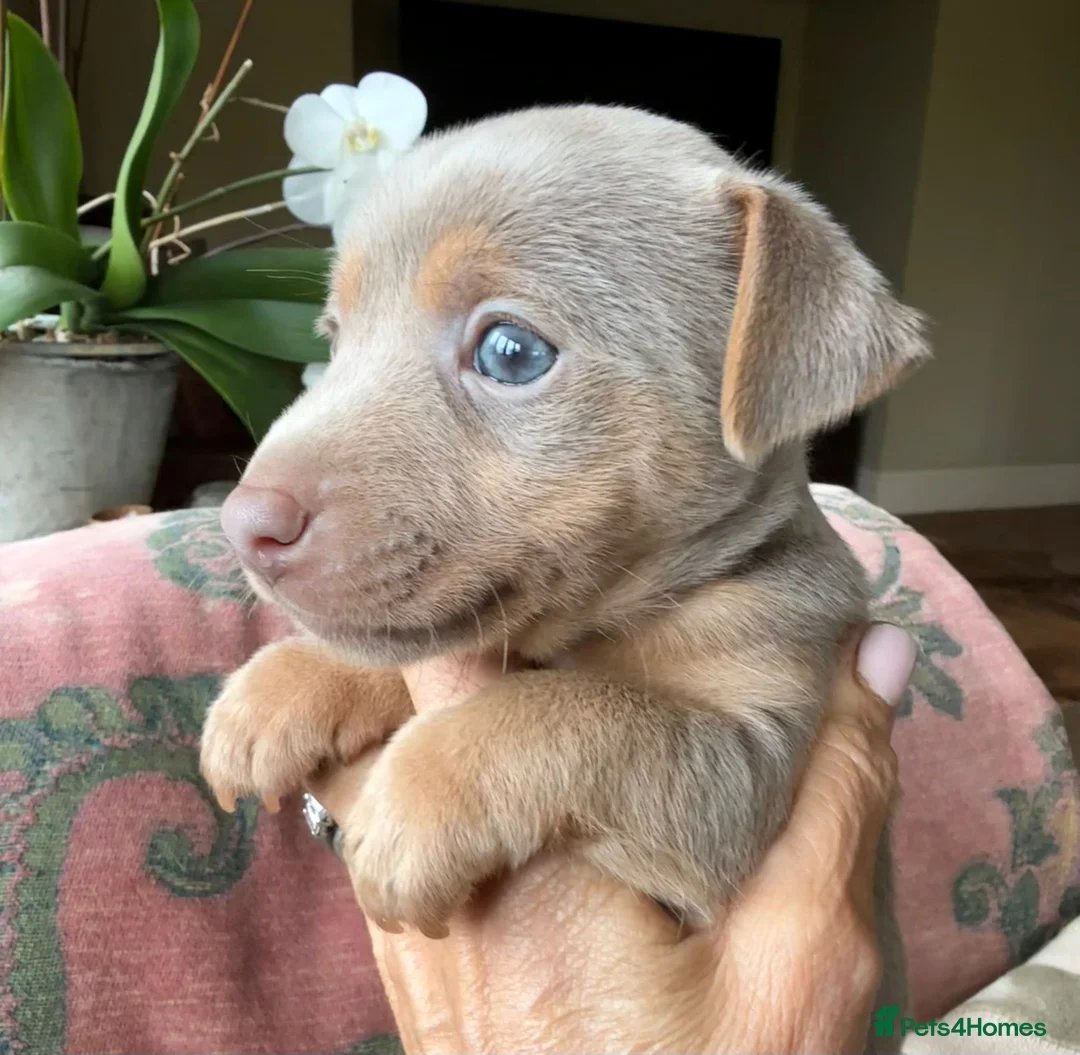 Jack Russell dogs for sale: Lovely Jack Russell Puppies - Ready Now! in Uckfield - Advert 2