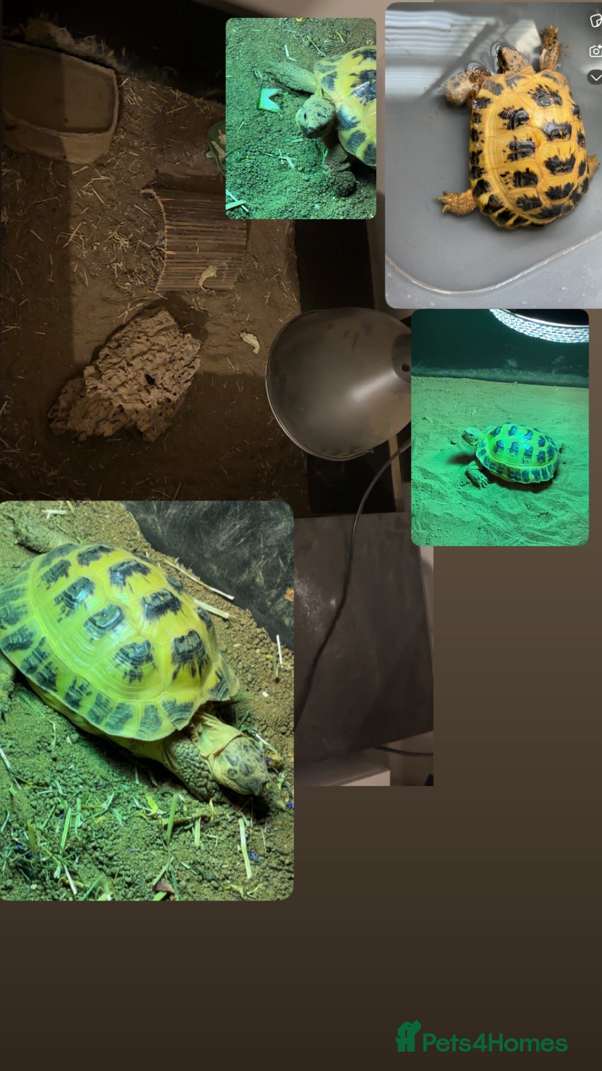 Tortoise reptiles tortoise + full enclosure - Advert 15