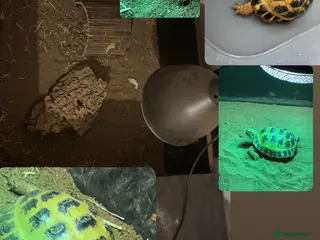 Tortoise reptiles tortoise + full enclosure - Advert 15