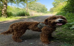 Aussiedoodle dogs for sale: Adorable Aussiedoodle Puppy Lottie for Adoption - Image 3