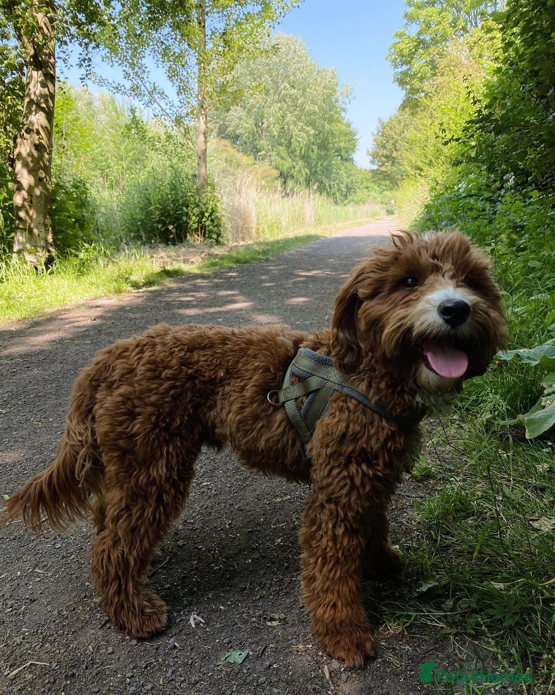 Aussiedoodle dogs for sale: Adorable Aussiedoodle Puppy Lottie for Adoption - Image 3