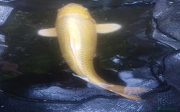Koi Carp fish for sale: Koi raffle  - Image 6