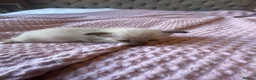 Tonkinese cats for sale: Tonkinese x Raagdoll -Tonkdoll - Advert 16