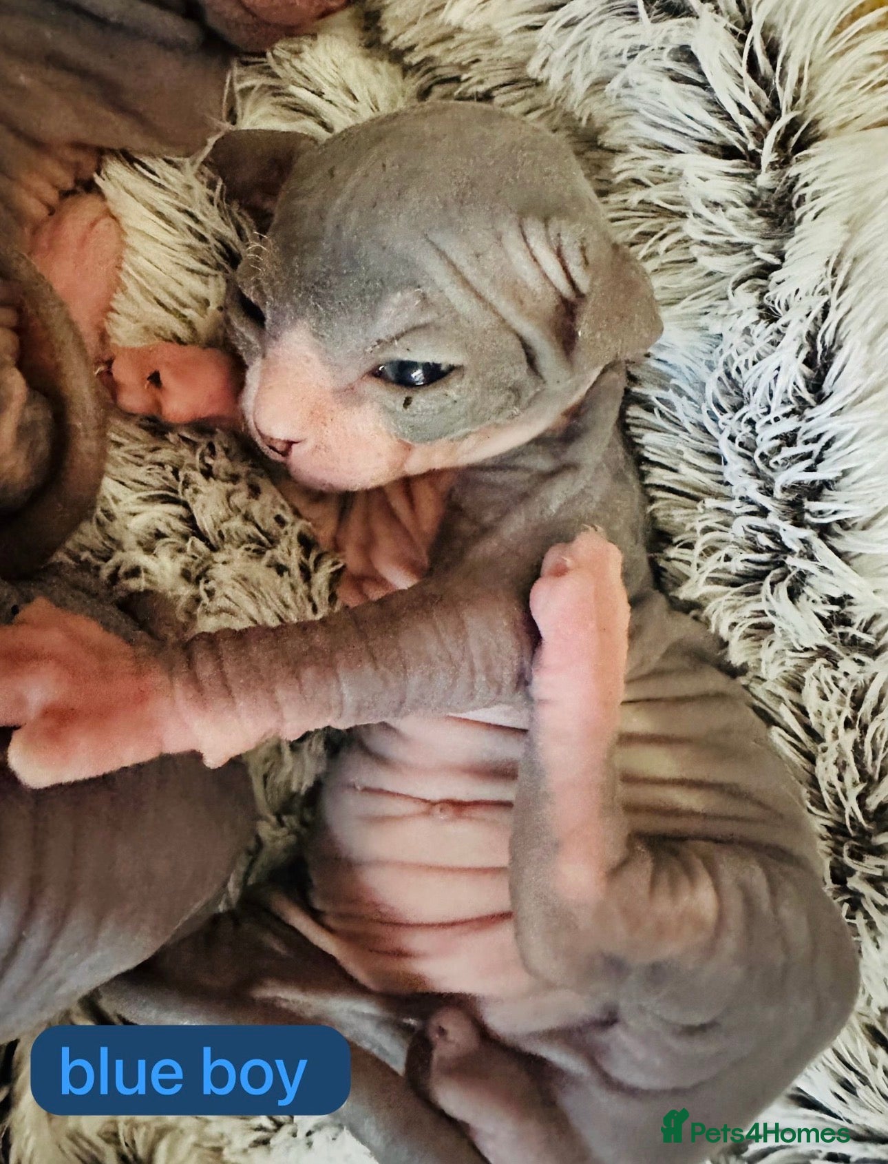 Sphynx cats Stunning lilac and blue sphynx  - Advert 1