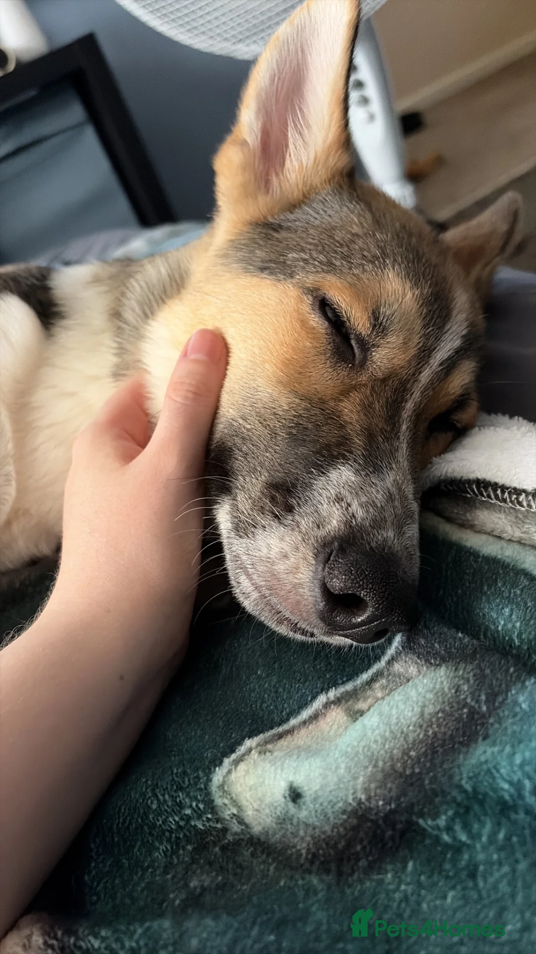 Shepsky dogs for sale: 5 month old Shepsky female  in Grantham - Advert 2