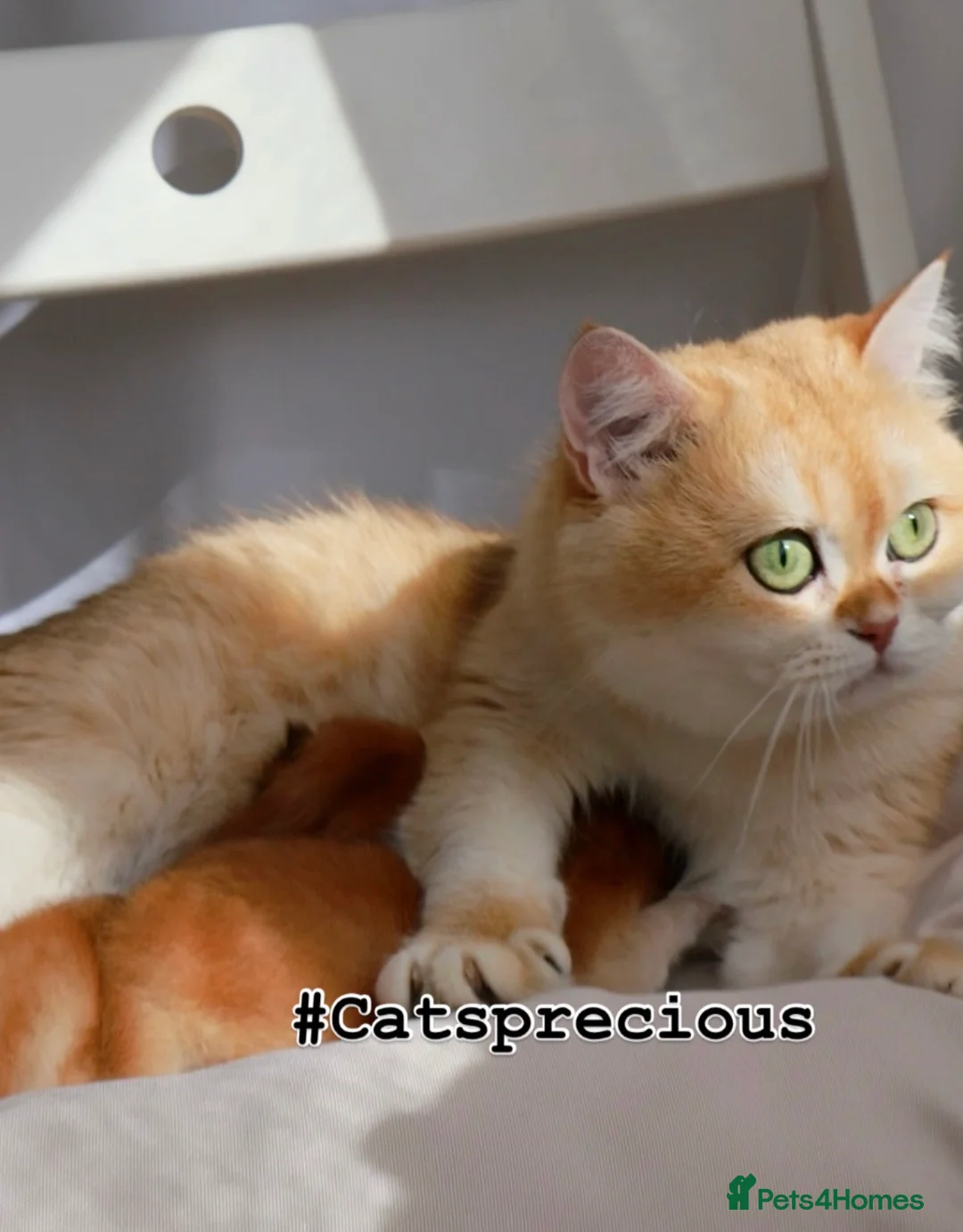 British Shorthair cats for sale: ✨Golden British shorthair babies ,ready in April ✨ in Upminster - Advert 4