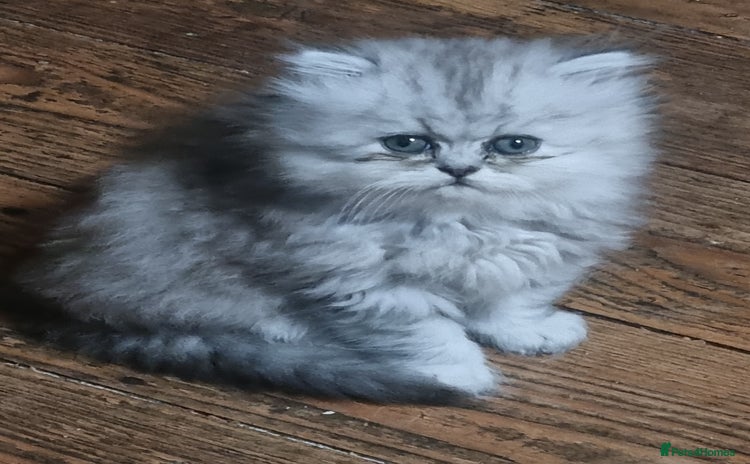 Persian cats - Advert 12
