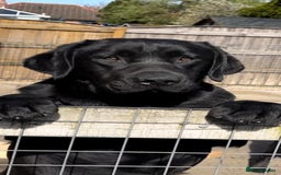 Labrador Retriever dogs for sale: 2 Show Type Black Boys - KC Reg Chunky Pups - Image 7