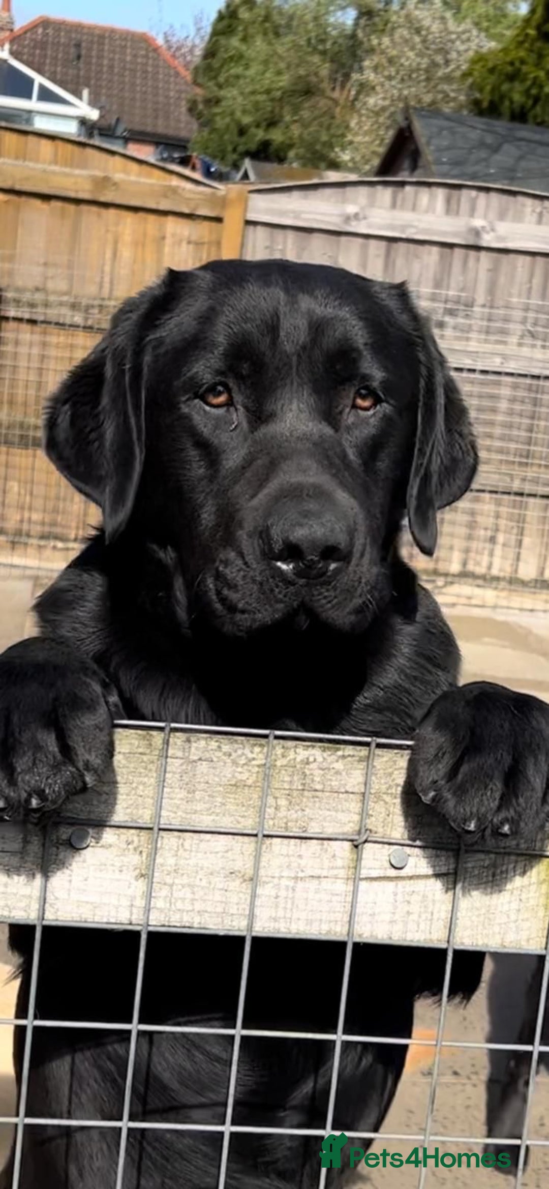 Labrador Retriever dogs for sale: 2 Show Type Black Boys - KC Reg Chunky Pups - Image 7