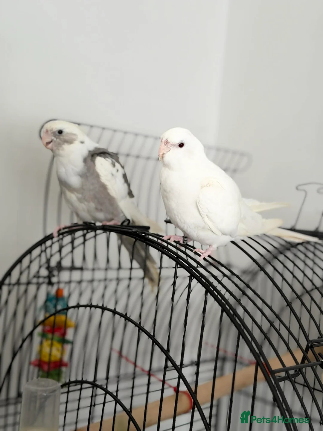 Cockatiels birds for sale: 🐦 Beautiful Pair of Cockatiels for Sale in Southsea - Advert 1