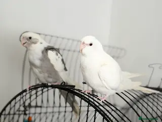 Cockatiels birds 🐦 Beautiful Pair of Cockatiels for Sale - Advert 14