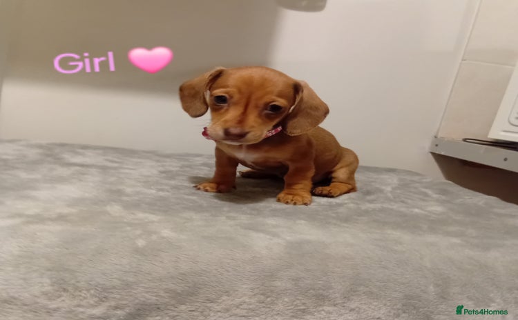 Dachshund dogs - Advert 11