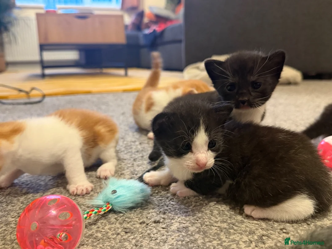 Mixed Breed cats for sale: 3 Black and White Mixed Male Kittens  in Sheffield - Advert 13