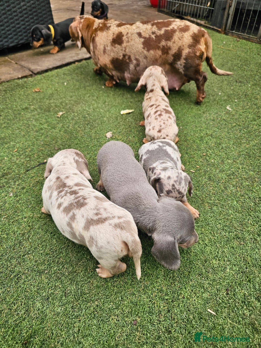 Miniature Dachshund dogs for sale: PRA CLEAR GORGEOUS MIN DACHSHUNDS  - Image 27