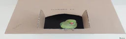 Ringnecks birds for sale: 2.5 Years Green Indian ringneck in Norwich - Advert 11