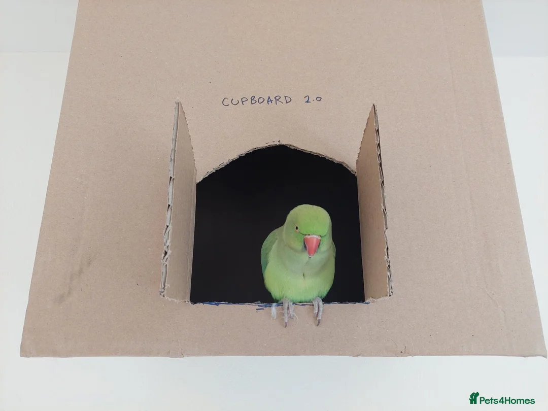Ringnecks birds for sale: 2.5 Years Green Indian ringneck in Norwich - Advert 11