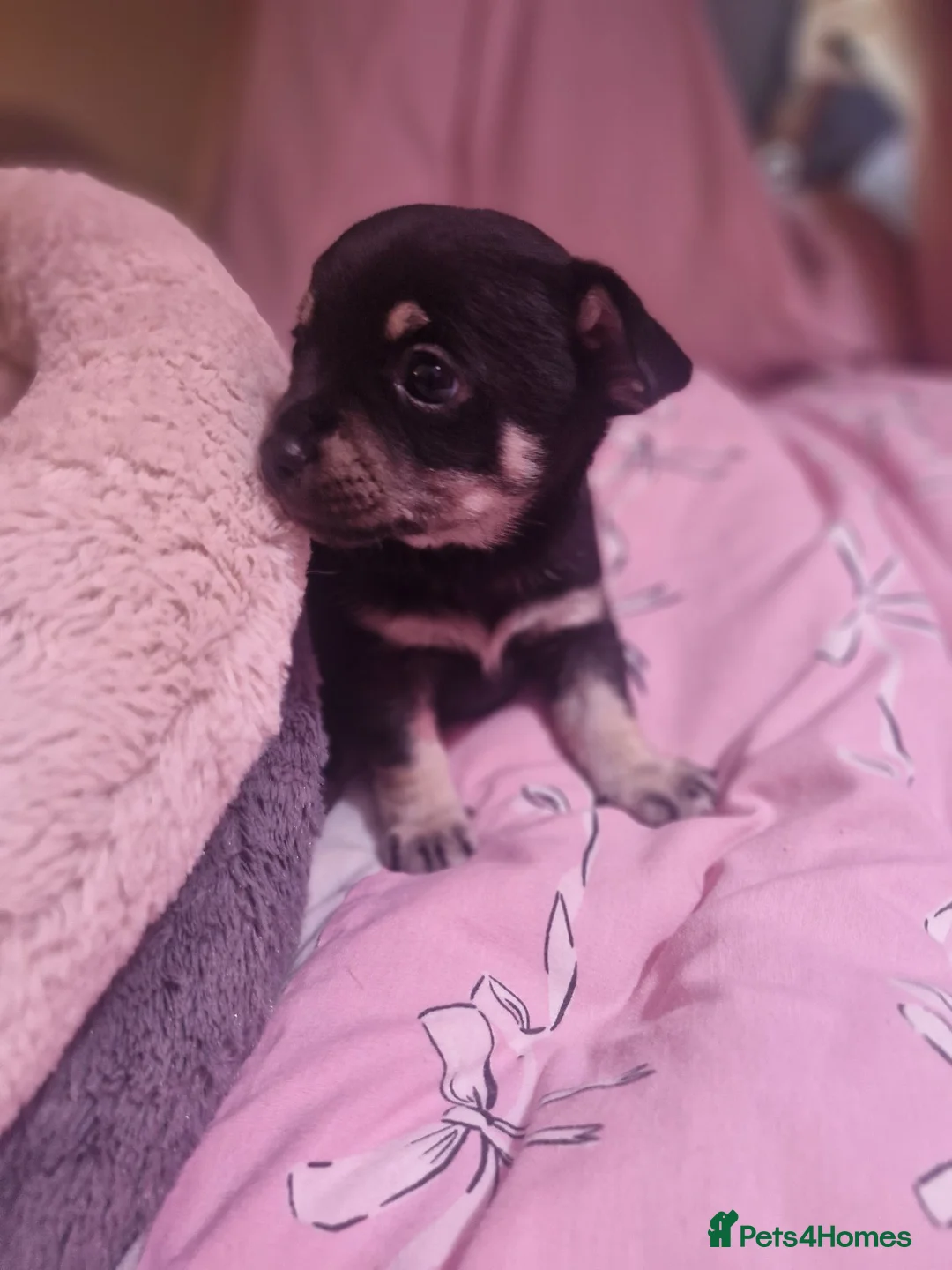 Pomchi dogs for sale: Pomchis 💙💙💖 - Advert 1
