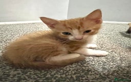 Mixed Breed cats for sale: 2 beautiful ginger male cats - Image 14