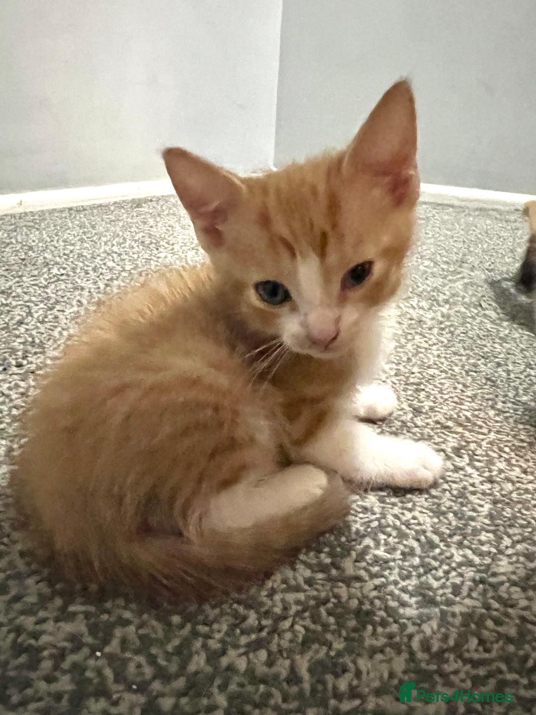 Mixed Breed cats for sale: 2 beautiful ginger male cats - Image 14