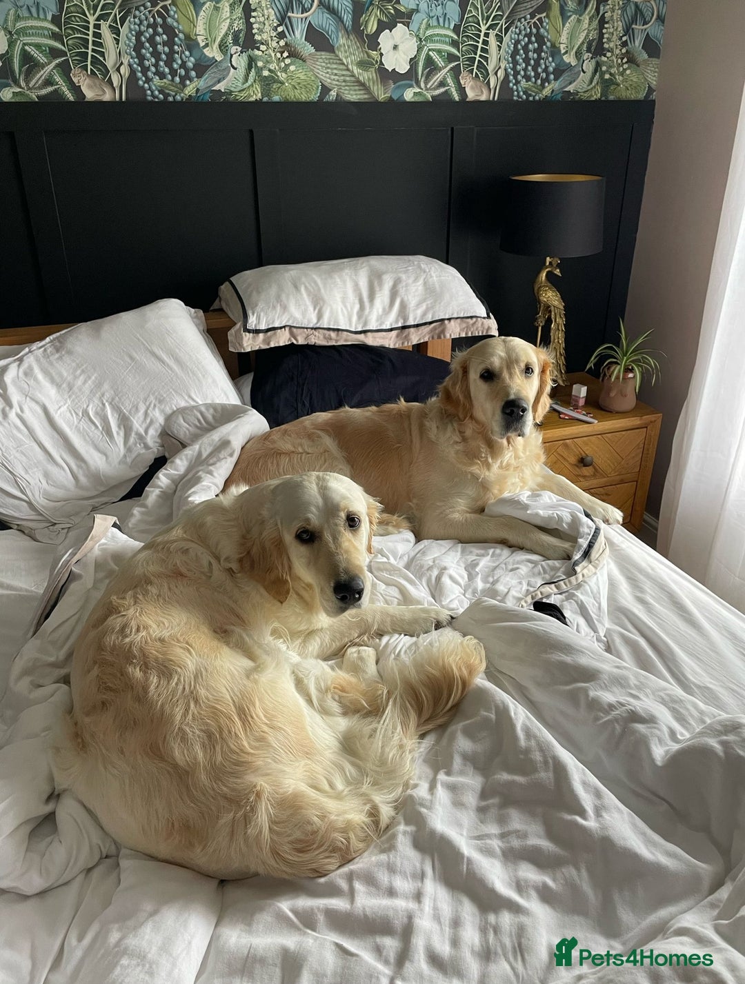 Golden Retriever dogs for sale:  Golden Retriever Puppies – KC Registered - Advert 16