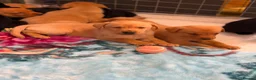Labrador Retriever dogs for sale: Loving Labrador Puppies Seeking Forever Homes - Advert 17