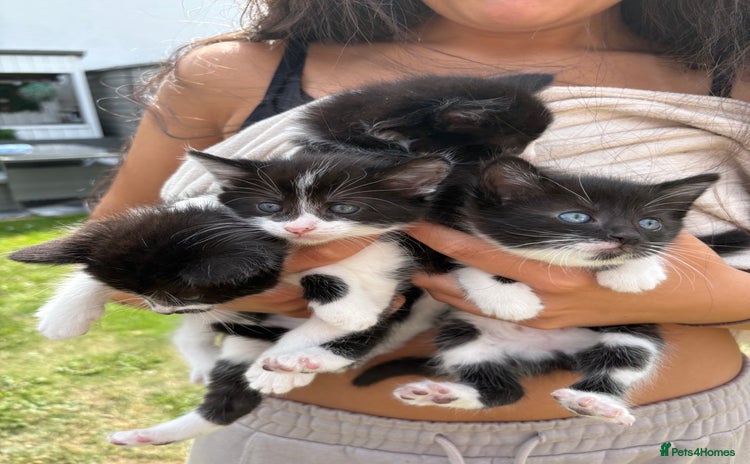Mixed Breed cats - Advert 13