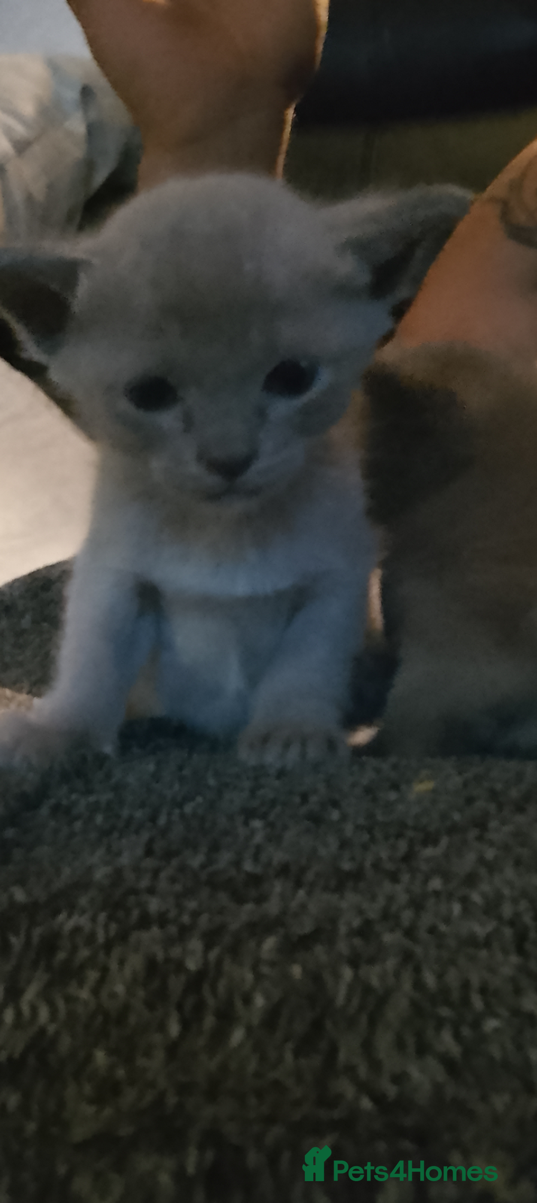 Burmese cats for sale: Beautiful blue Burmese kittens  - Image 8